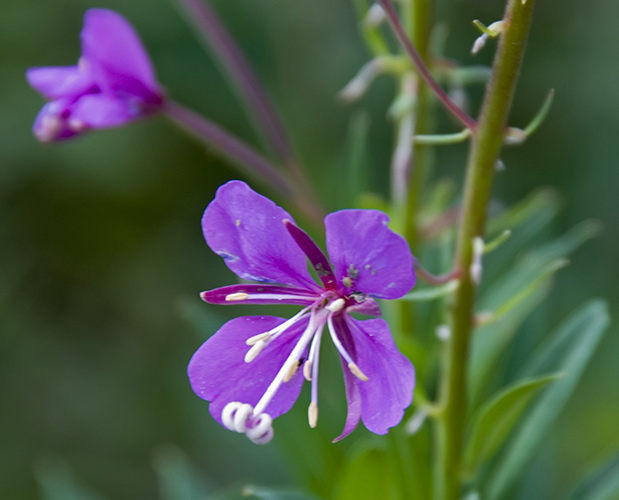 fireweed